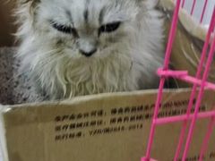 -纳吉亚猫专科动物诊疗中心(蒋宅口分院)