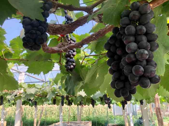 鹏城农夫光明葡萄园-"我只是看过,没去过这儿,干嘛硬要我平价?