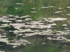 -贵阳市花溪国家城市湿地公园