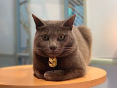 -喵屿·大理花园猫咖