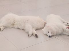 -安格丽娜·狗咖·猫咖羊驼咖(春熙路百盛商场店)