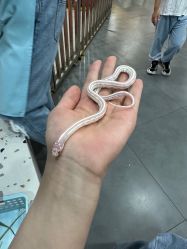 -Moni星球萌宠·小马宝莉·灵蛇·高端高阶全萌宠互动体验俱乐部(红豆国际广场店)