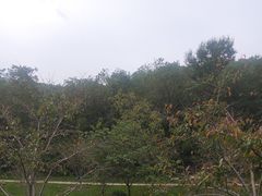 -羊山湖公园