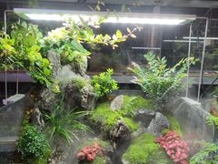 -青石桥花鸟鱼虫市场(叠翠城店)