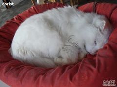 -Babycat私家御饼屋(龙头路一店)