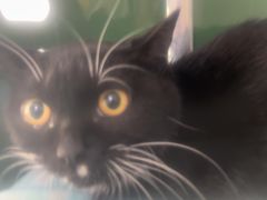 -中农国际动物医院24小时·猫科·骨科·急重症中心