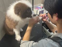 -小呆的宠物店·宠物售卖·宠物寄养(城西店)