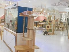 -喵园·猫主题咖啡厅·撸猫·猫咖(国贸店)