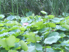 android_upload_pic-八大关景区