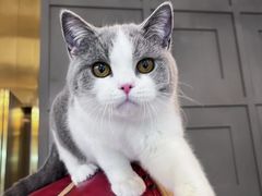 -猫大福·Fortune Cat猫舍(百子湾店)