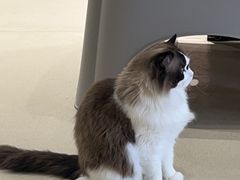 -藏猫猫咖啡主题馆(中央大道店)