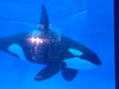 -上海海昌海洋公园