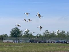 -盐城丹顶鹤湿地生态旅游区