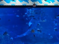 -烟台海昌鲸鲨海洋公园