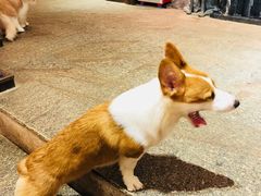 -more than meow吴止猫主题餐厅(承德 中船汇店)