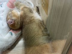 -屋虎猫馆(宝安大仟里店)