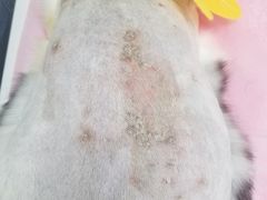 -北京观赏动物医院·24小时大型综合·猫专科·异宠专科