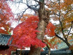 -青岛崂山太清宫