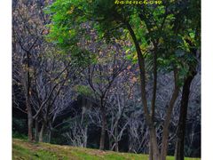 -火炉山森林公园