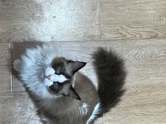 -1013 PET SHOP精品宠物商店(丁香店)