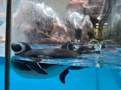 -帝企鹅自助餐厅•儿童岛•真企鹅(长隆企鹅酒店)