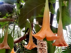 -北京植物园-展览温室