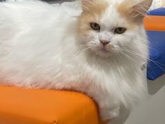 -平行世界·猫咖(首经贸店)
