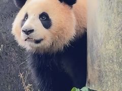 -都江堰中华大熊猫苑