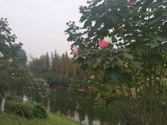 -眉山湿地公园(东坡区)
