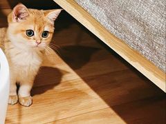 -Bastet sally猫舍购宠(静安店)