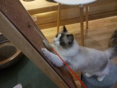 -滚猫咖啡·猫咖·猫友好撸猫(未来城店)