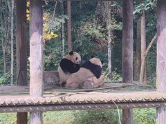 -中国大熊猫保护研究中心雅安碧峰峡基地