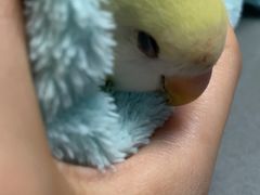 -爱侣宠医·鹦鹉专科·小型哺乳类·异宠专科(灵石路店)