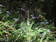 -大奇山国家森林公园