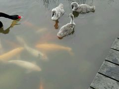 -成都大熊猫繁育研究基地