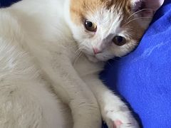 -Bastet sally猫舍购宠(静安店)