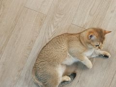 -柴迷FANS CLUB·柴犬狗咖·猫咖