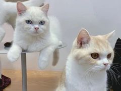 -Heymao猫咖.咖啡厅(东门店)