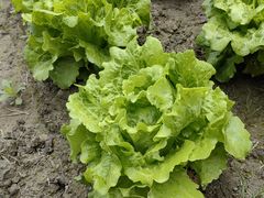 -中国天府农业博览园