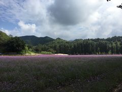 -紫海香堤香草艺术庄园
