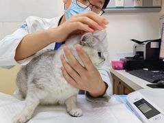 -美联众合动物医院·24h转诊中心