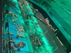 海鲜池-JUKEBOX玖部音乐餐厅(华侨城店)