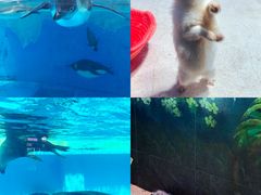 -海合安天津极地海洋公园