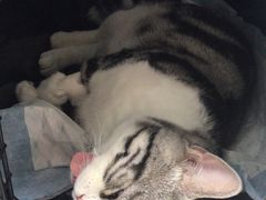 -纳吉亚猫专科动物医院博雅分院