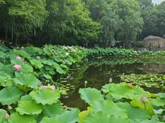 -陈家山荷花公园