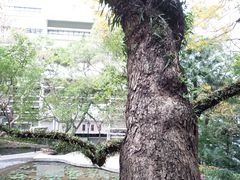 -香港大学
