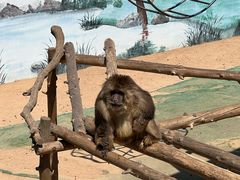 -西霞口神雕山野生动物世界