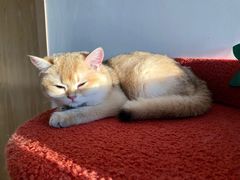 -猫腻·猫咖·撸猫馆(星光大道店)