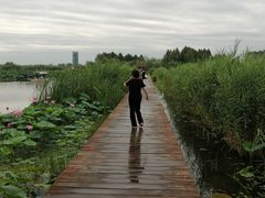 -白洋淀景区