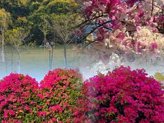 -东莞植物园